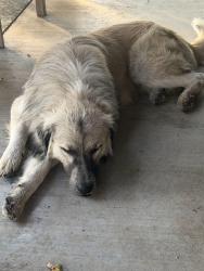 Found/Stray Male Dog last seen Our home, Cleburne, TX 76033