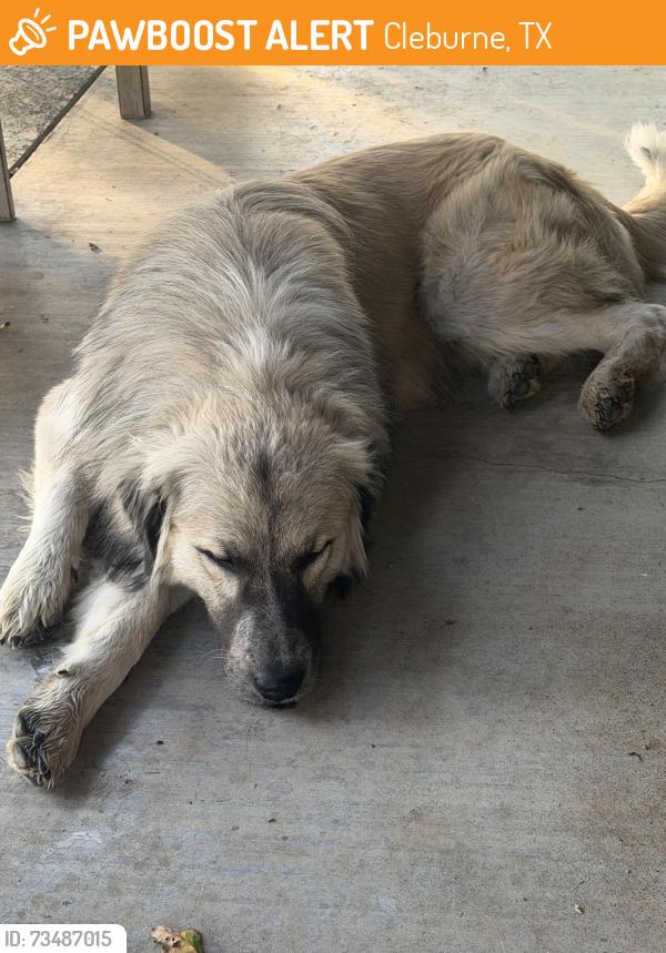 Found/Stray Male Dog last seen Our home, Cleburne, TX 76033