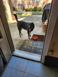 Reunited Male Dog last seen Harbortown cir, Mansfield, TX 76063