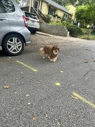 Found/Stray Unknown Dog last seen Near Glenwood Pl Se Atlanta, Ga 30316, Atlanta, GA 30312
