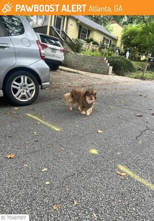 Found/Stray Unknown Dog last seen Near Glenwood Pl Se Atlanta, Ga 30316, Atlanta, GA 30312