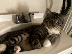 Lost Male Cat last seen 10th and ave j, Lancaster, CA 93534