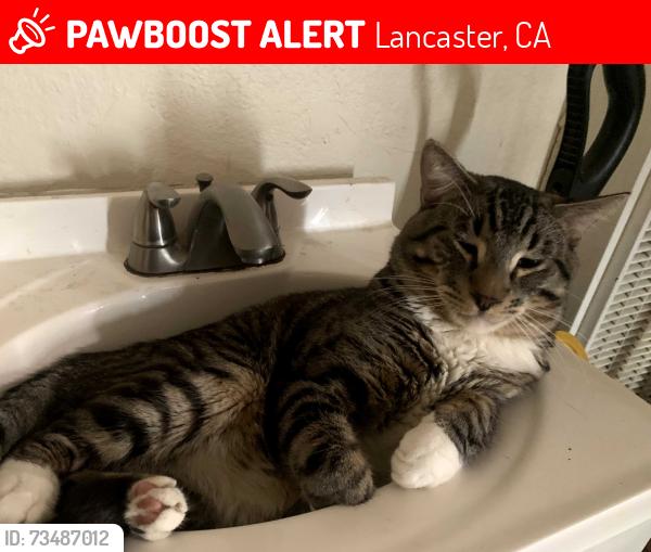 Lost Male Cat last seen 10th and ave j, Lancaster, CA 93534
