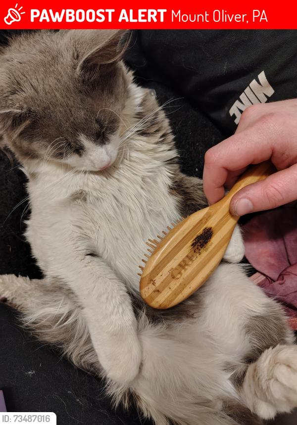 Lost Male Cat last seen Margaret, Mount Oliver, PA 15210