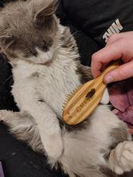 Lost Male Cat last seen Margaret, Mount Oliver, PA 15210