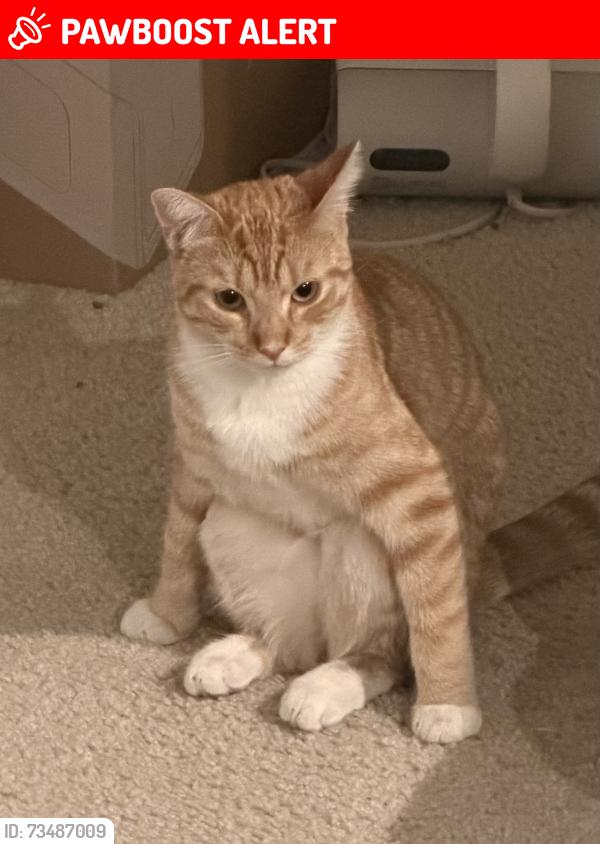 Lost Female Cat last seen Coyote Canyon Elem School, Rancho Cucamonga, CA 91730