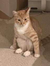 Lost Female Cat last seen Coyote Canyon Elem School, Rancho Cucamonga, CA 91730