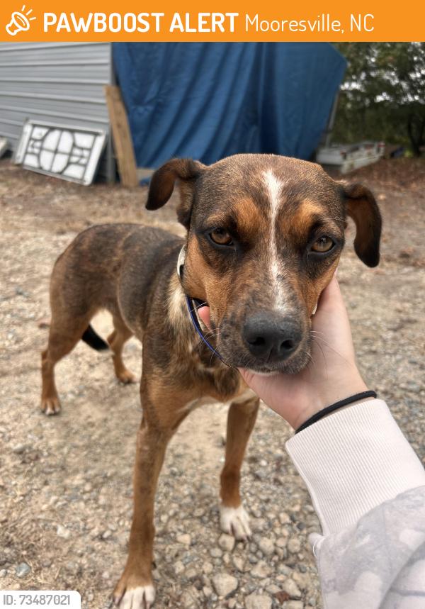 Found/Stray Female Dog last seen Deal Rd and Unity Church Rd, Mooresville, NC 28115