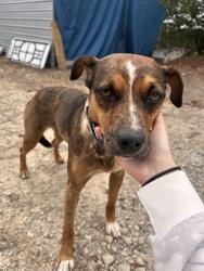 Found/Stray Female Dog last seen Deal Rd and Unity Church Rd, Mooresville, NC 28115