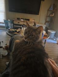 Reunited Female Cat last seen Huff st and willow rd, Hendersonville, NC 28739