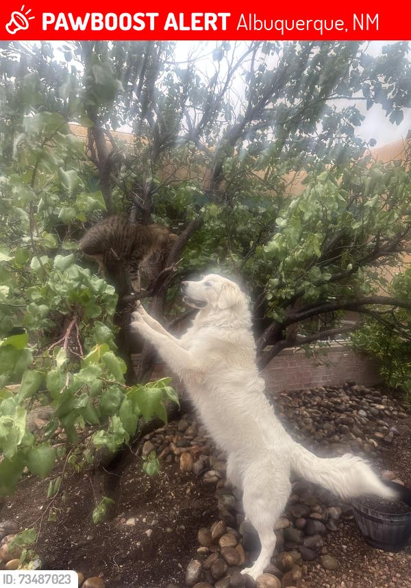 Lost Female Dog last seen Near Thaxton Avenue SE, Albuquerque, NM 87108