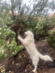 Lost Female Dog last seen Near Thaxton Avenue SE, Albuquerque, NM 87108