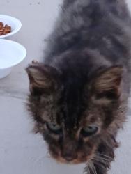Found/Stray Unknown Cat last seen Bayshore, Port St. Lucie, FL 34983