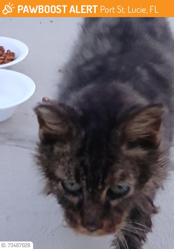 Found/Stray Unknown Cat last seen Bayshore, Port St. Lucie, FL 34983