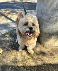 Found/Stray Male Dog last seen Libby Lake Park, Oceanside, CA 92057