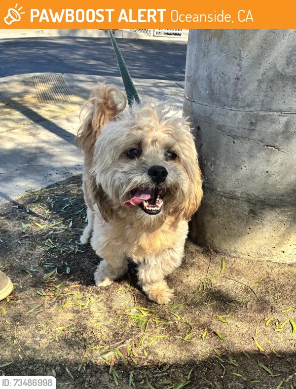 Found/Stray Male Dog last seen Libby Lake Park, Oceanside, CA 92057