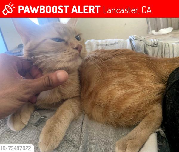 Lost Female Cat last seen 10th and ave j, Lancaster, CA 93534