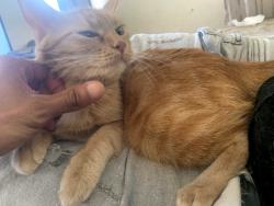 Lost Female Cat last seen 10th and ave j, Lancaster, CA 93534