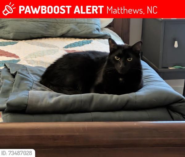 Lost Male Cat last seen Tennyson Neighborhood, Matthews, NC 28105