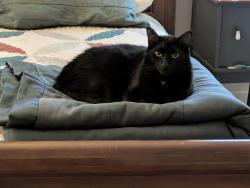 Lost Male Cat last seen Tennyson Neighborhood, Matthews, NC 28105