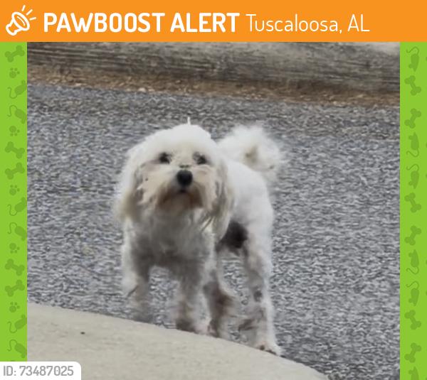 Found/Stray Unknown Dog last seen Summerfield E Drive and 53rd Ave, Tuscaloosa, AL 35404