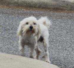 Found/Stray Unknown Dog last seen Summerfield E Drive and 53rd Ave, Tuscaloosa, AL 35404