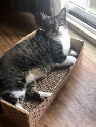 Lost Male Cat last seen Glenlea subdivision, Greenville, SC 29617