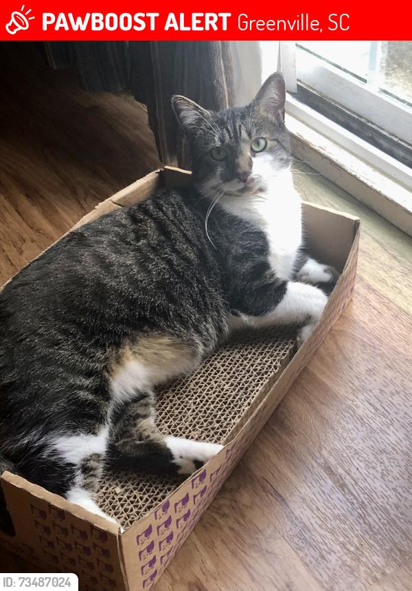 Lost Male Cat last seen Glenlea subdivision, Greenville, SC 29617