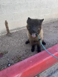 Reunited Female Dog last seen Lindsey Rd & E Main St., Mesa, AZ 85213