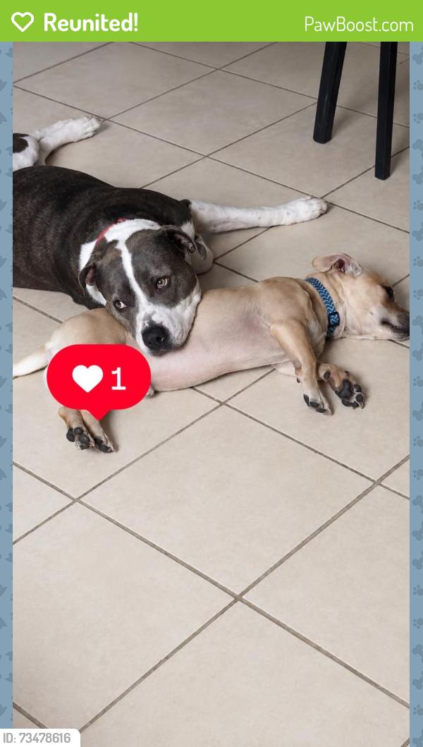 Reunited Male Dog last seen Usually by the shell gas station on leash, New Orleans, LA 70126