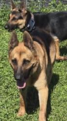 Reunited Male Dog last seen End of rudman road, Volusia County, FL 32764