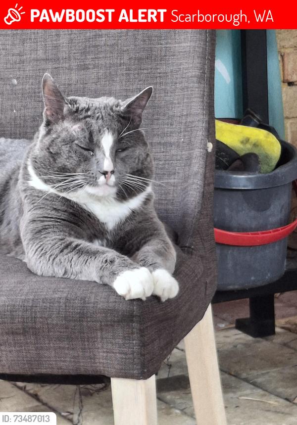 Lost Male Cat last seen Cobb street wembley downs WA, Wembley Downs, WA 6019