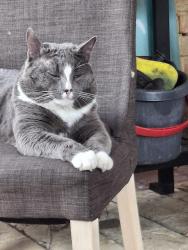 Lost Male Cat last seen Cobb street wembley downs WA, Wembley Downs, WA 6019