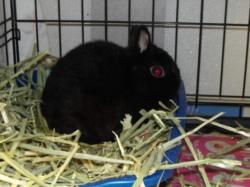 Shelter Stray Male Other last seen , 11361 W Pico Blvd, Los Angeles, CA 90064, USA