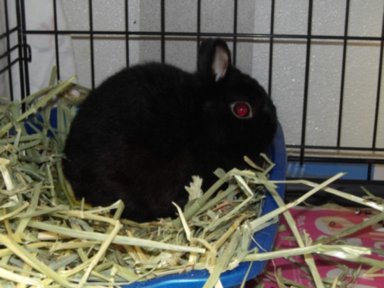 Shelter Stray Male Other last seen , 11361 W Pico Blvd, Los Angeles, CA 90064, USA