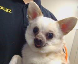 Shelter Stray Male Dog last seen PRINGLE AVE/LINCOLN WAY, 95632, 3839 Bradshaw Rd, Sacramento, CA 95827, USA