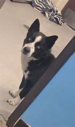 Shelter Stray Male Dog last seen STINE RD BAKERSFIELD, 201 S Mt Vernon Ave, Bakersfield, CA 93307, USA