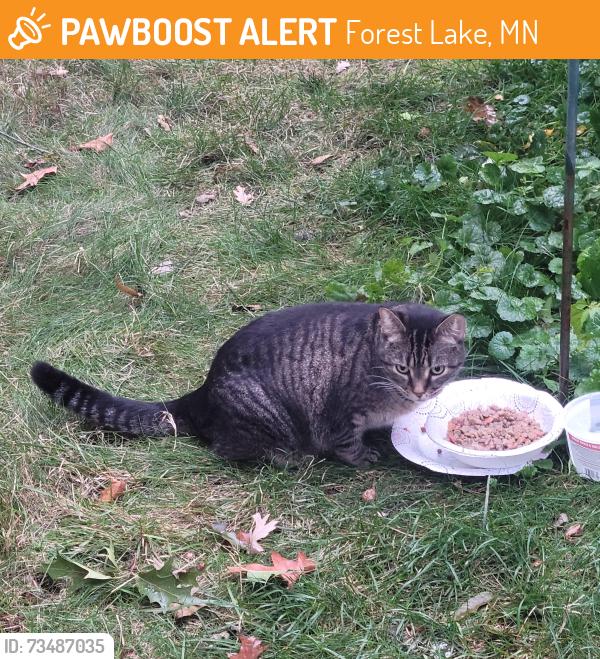 Found/Stray Female Cat last seen North Shore Drive, Forest Lake, Forest Lake, MN 55025