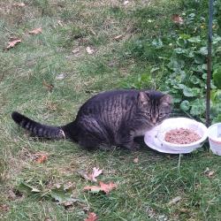 Found/Stray Female Cat last seen North Shore Drive, Forest Lake, Forest Lake, MN 55025