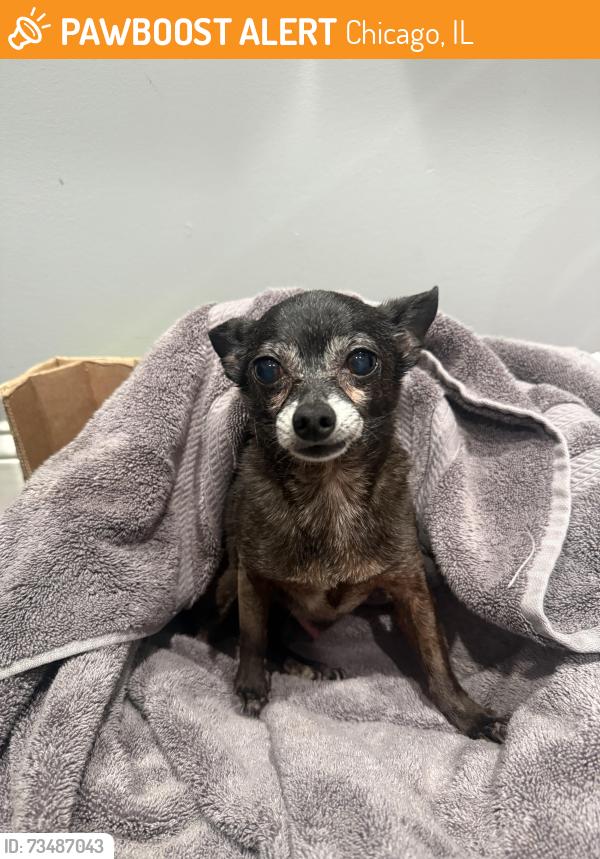 Found/Stray Male Dog last seen 63rd and wood, Chicago, IL 60637