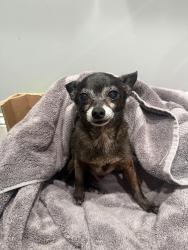 Found/Stray Male Dog last seen 63rd and wood, Chicago, IL 60637