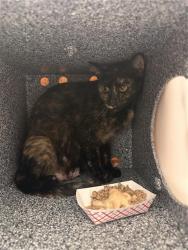Shelter Stray Female Cat last seen JENNY LYNN WAY / JEFJEN WAY, 9150 Union Park Way, Elk Grove, CA 95624, USA