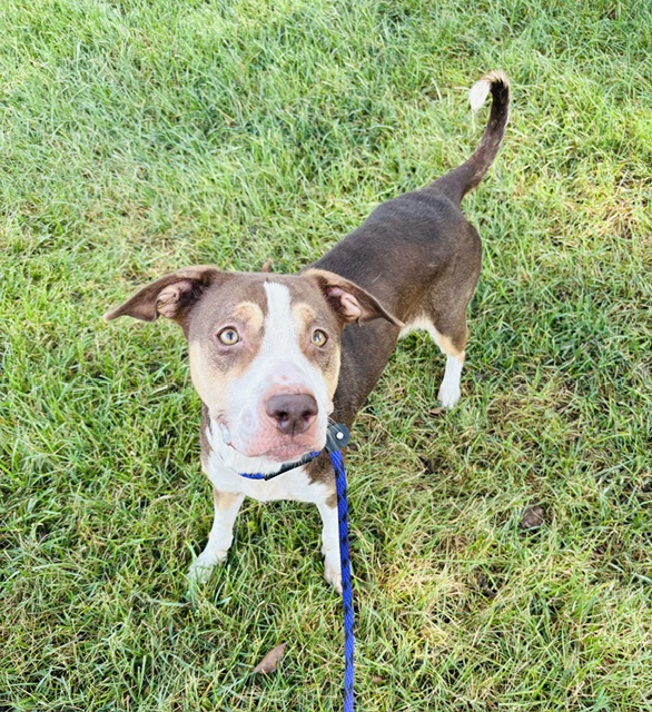 Shelter Stray Female Dog last seen CHARLOTTE, 8315 Byrum Dr, Charlotte, NC 28217, USA