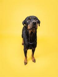 Shelter Stray Female Dog last seen Near BLOCK MECCA ST, 2020 Forest St, Jacksonville, FL 32204, USA