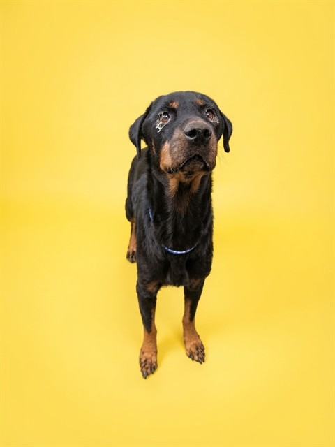Shelter Stray Female Dog last seen Near BLOCK MECCA ST, 2020 Forest St, Jacksonville, FL 32204, USA