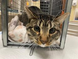 Shelter Stray Male Cat last seen , 3839 W Burnham St, West Milwaukee, WI 53215, USA