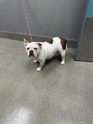 Shelter Stray Female Dog last seen Near BLOCK PETALUMA CIR, LAS VEGAS NV 89120, 655 N Mojave Rd, Las Vegas, NV 89101, USA