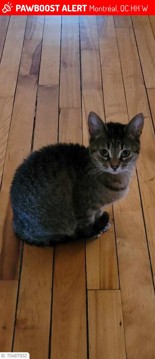 Lost Female Cat last seen Rue de Verdun, Montréal, QC H4H 1W9