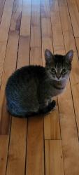 Lost Female Cat last seen Rue de Verdun, Montréal, QC H4H 1W9