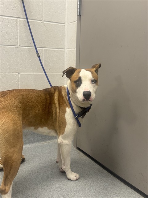 Shelter Stray Male Dog last seen Near, 5001 E Raymond St, Indianapolis, IN 46203, USA
